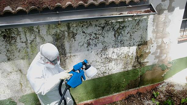 Mold Removal service in Chaptico